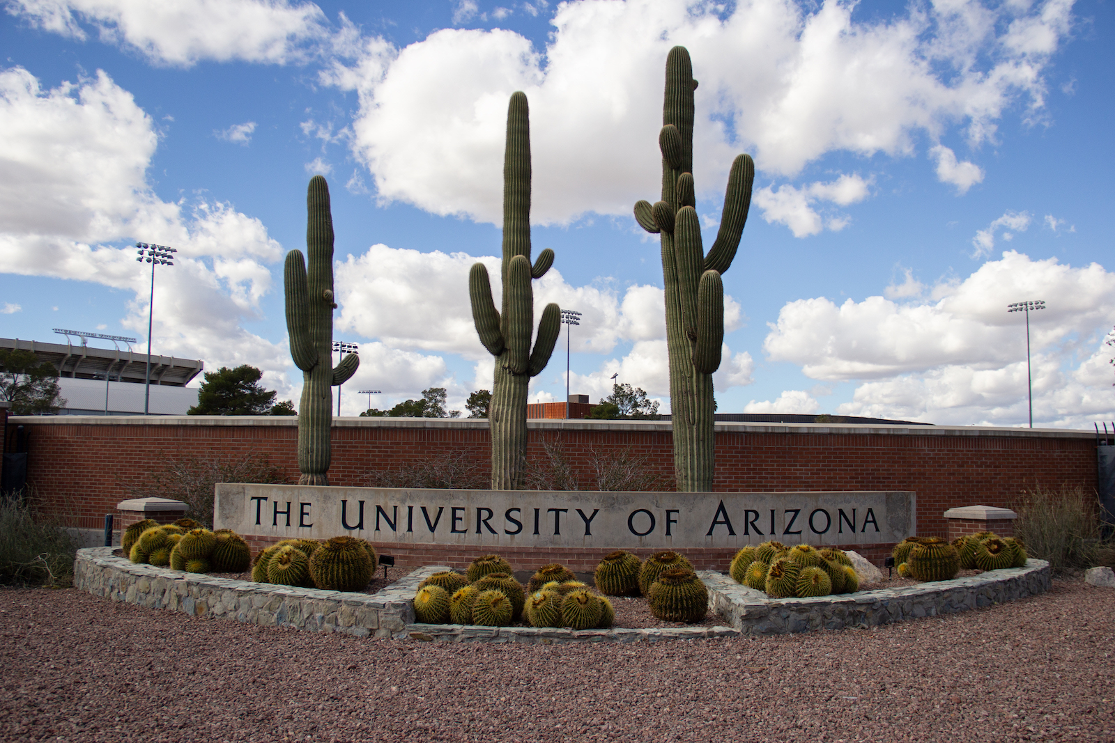 Three cacti grow behind a sign for the University of Arizona